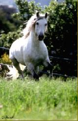 PURA RAZA ESPA&Ntilde;OLA